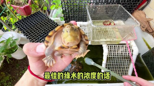 你真的了解绿水吗?绿水养龟可能伤及内脏和致癌!三分钟了解绿水