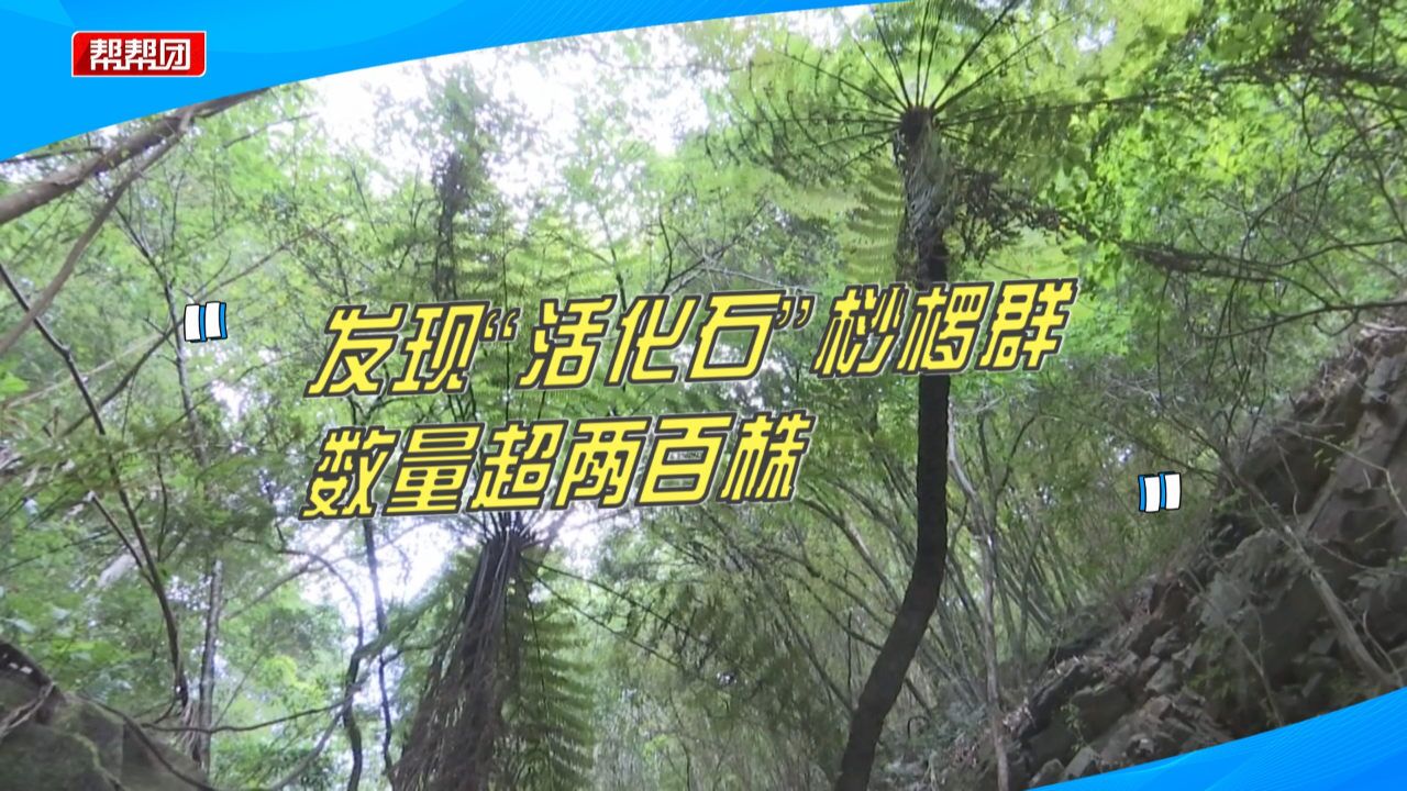 超两百株!安溪发现“活化石”桫椤群,系国家二级重点保护植物