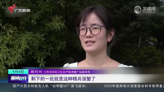 江苏:中秋节前探蟹市 个小量少价格高