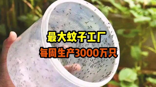 世界最大蚊子工厂:加班加点每周生产3000万只