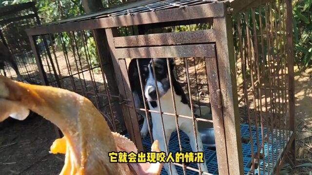 吃生肉会恢复野性吗?中亚犬叼起生鸡就跑,卡斯罗犬大怒