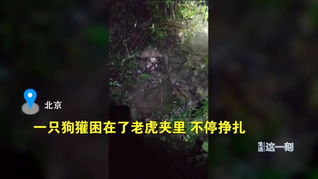 国家二级保护动物狗獾不慎被困老虎夹 幸好遇到了他们