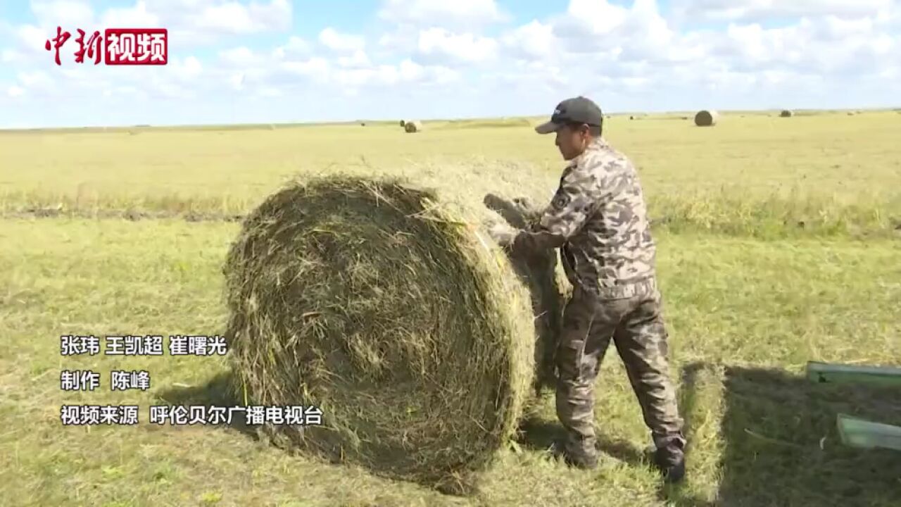 呼伦贝尔草原迎来“打草季”为370多万头牲畜储备越冬“口粮”