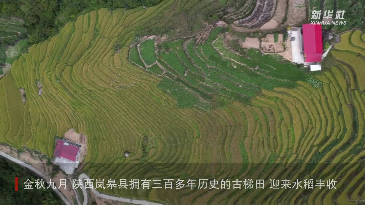 新华全媒+|陕西岚皋古梯田:秋粮丰收 旅游增收