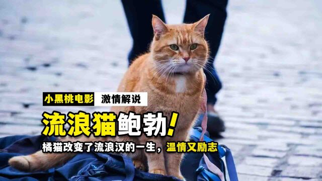 真实故事改编!橘猫改变了流浪汉的一生,温情又励志