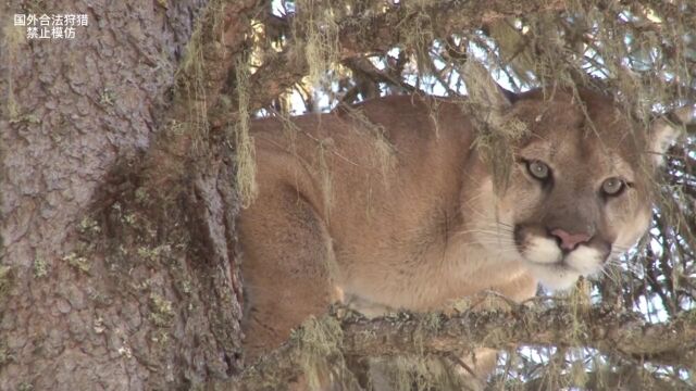 狩猎小合集山狮篇,七个珍贵镜头外加完整猎狮行动