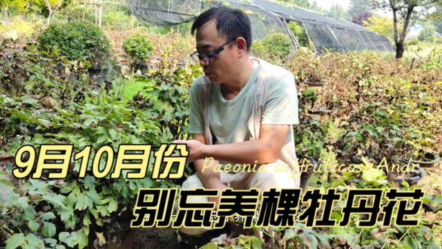 家有小院,建议养棵牡丹花,9月10月是最佳种植时间,别错过