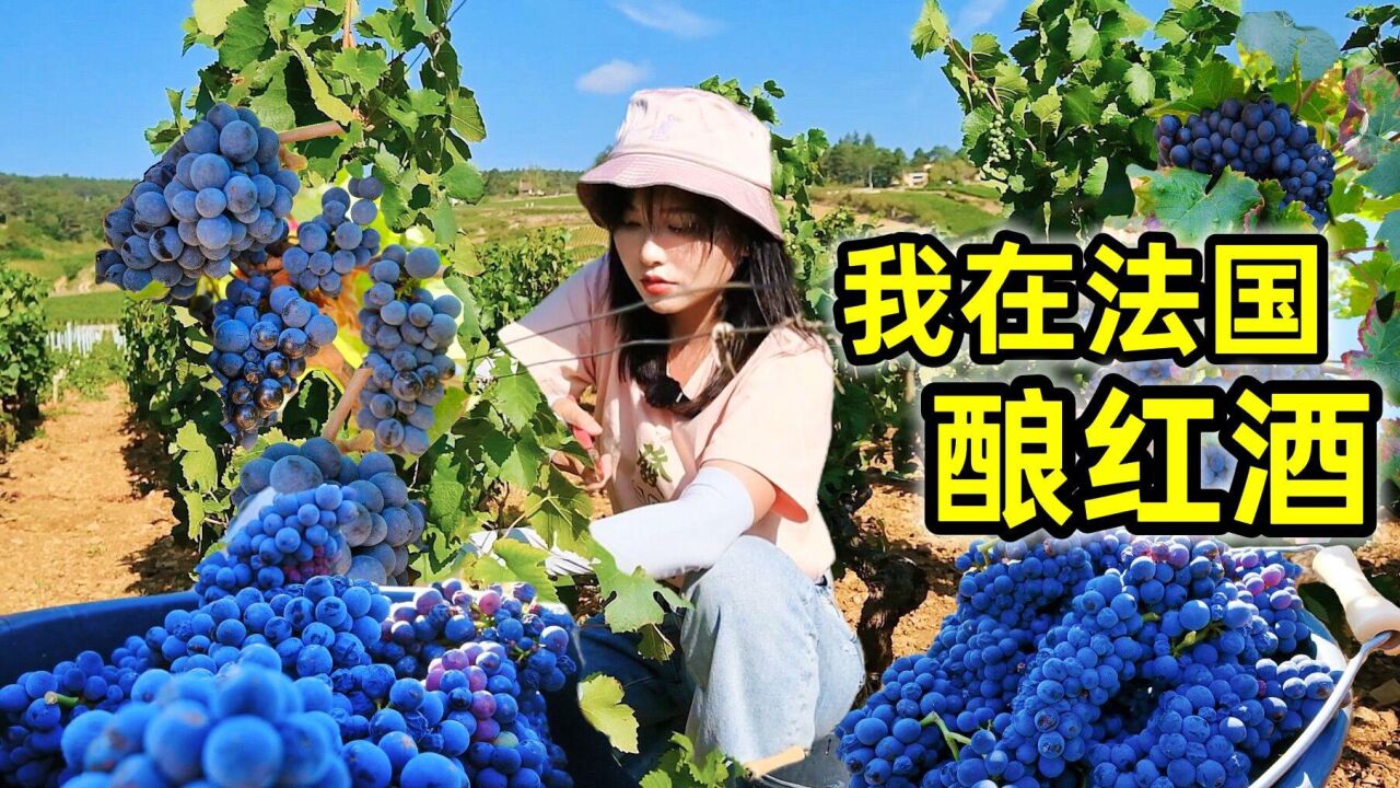 在法国酿红酒,一天挑拣3000公斤葡萄,采摘酿造全靠双手