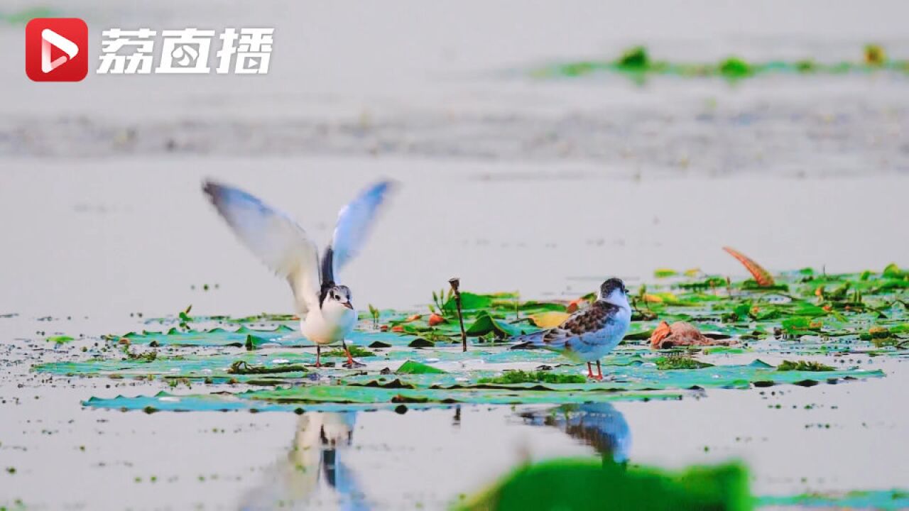 美好的生态画卷!长荡湖须浮鸥相互喂食太有爱了