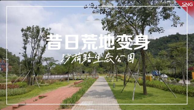 沙荷路生态公园全新上线