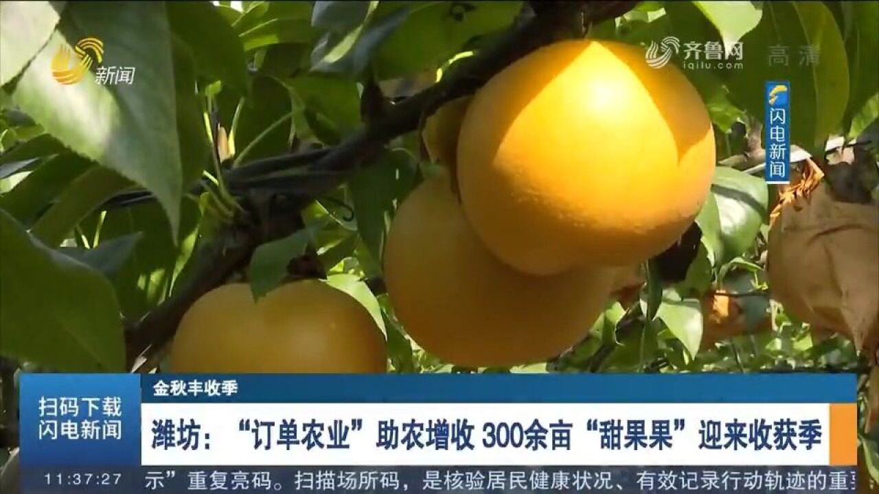 “订单农业”保增收!潍坊300余亩蜜梨迎收获季,每亩纯收入1万元