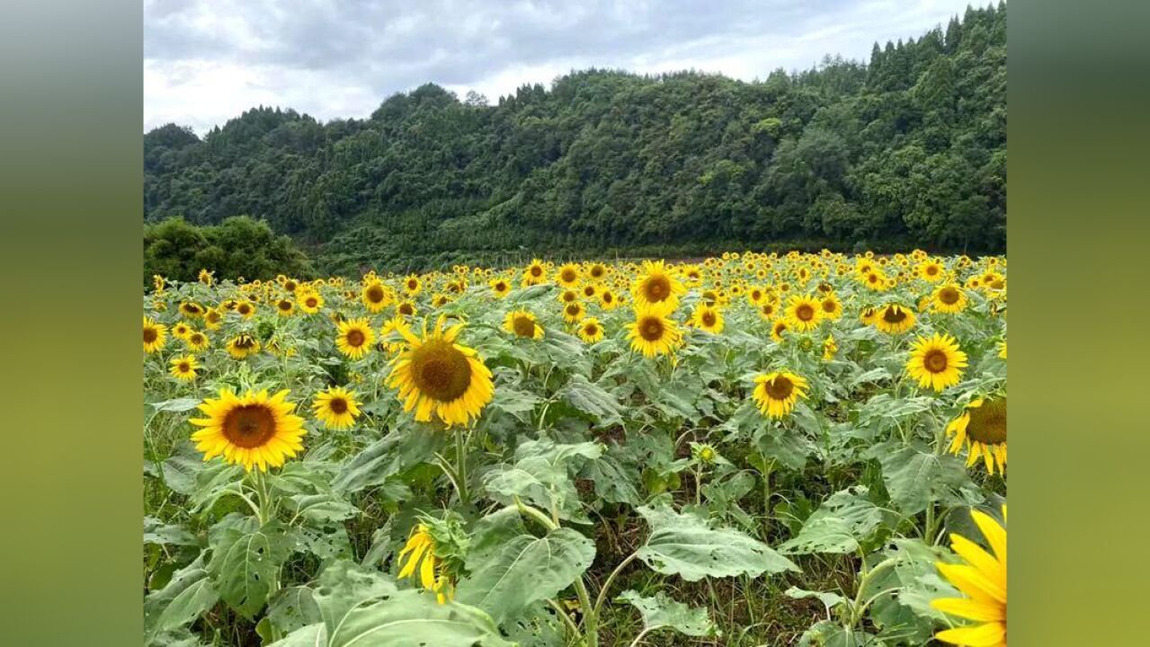 泸溪:油葵花开点靓金秋 浪漫山水惹醉游人