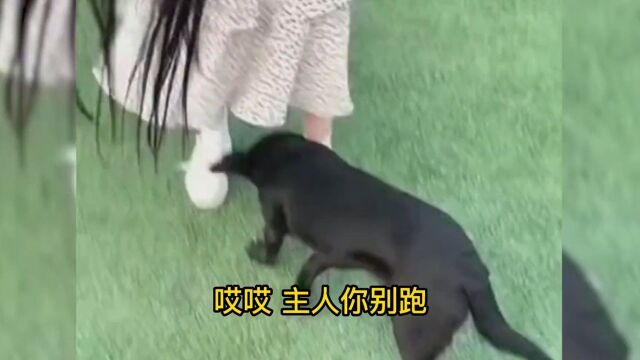 狗子追美女想涩涩