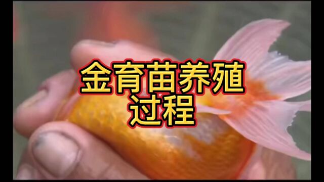 金鱼苗养殖和出售过程