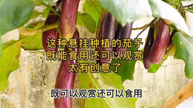 悬挂种植茄子