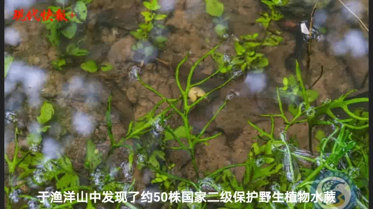 苏州太湖地区发现国家二级保护野生植物水蕨种群