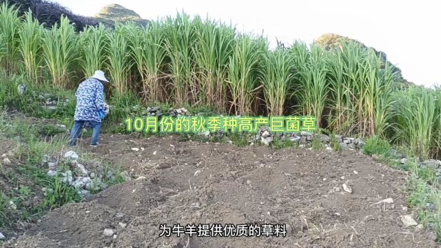 10月份的秋季种植高产牧草,巨菌草种植不放农家肥,这样种简单吧