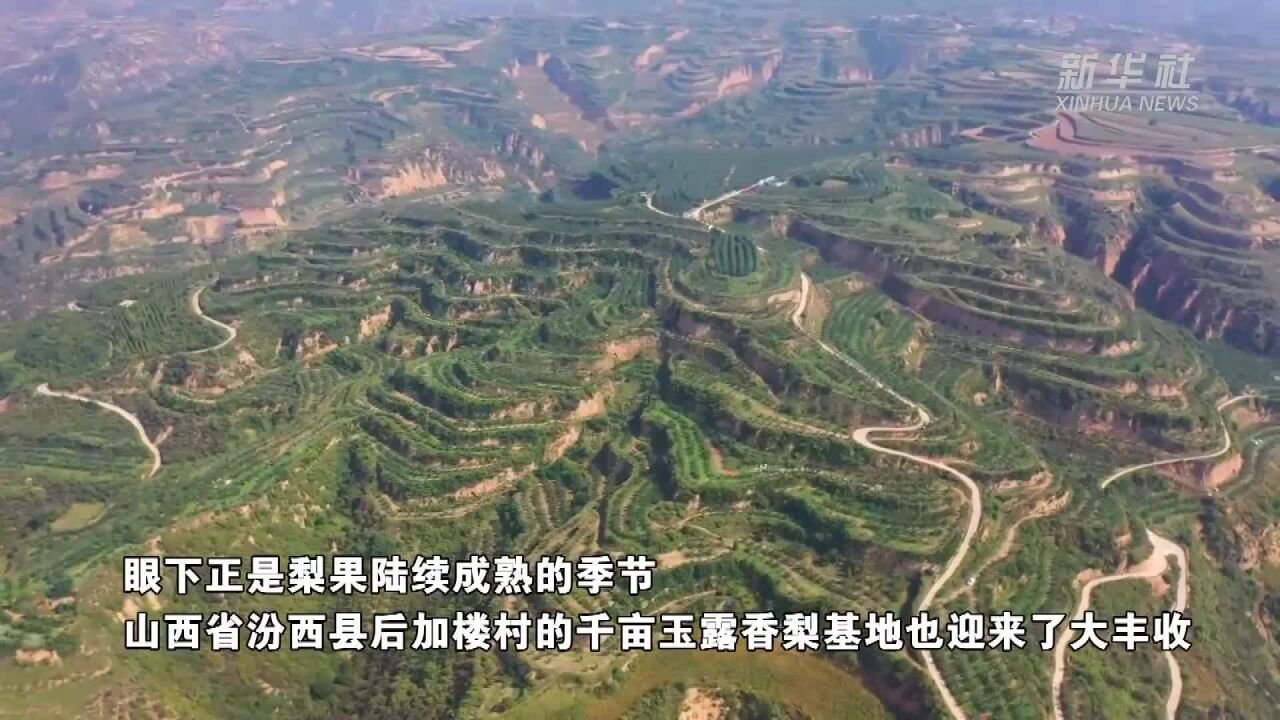 吕梁山玉露香梨丰收富农家