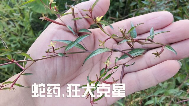 溪边常见的蛇药“丁香蓼”,用法还真不少,活了40年也是才知道