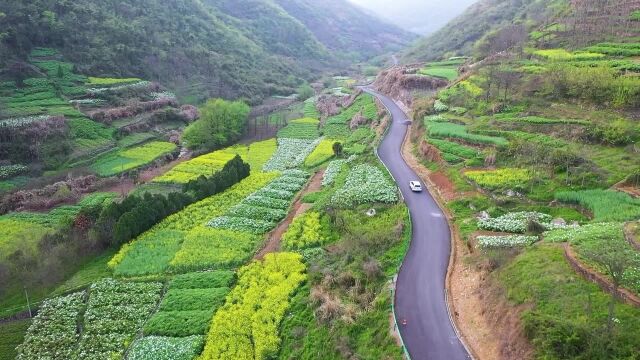 仲景宛西制药牡丹皮药材基地