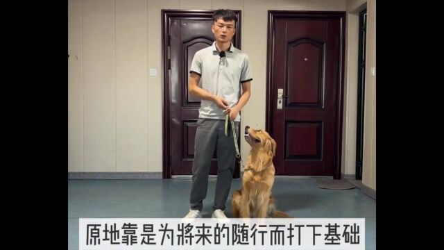 教狗随行靠 如何训练狗狗随行 狗狗随行训练方法