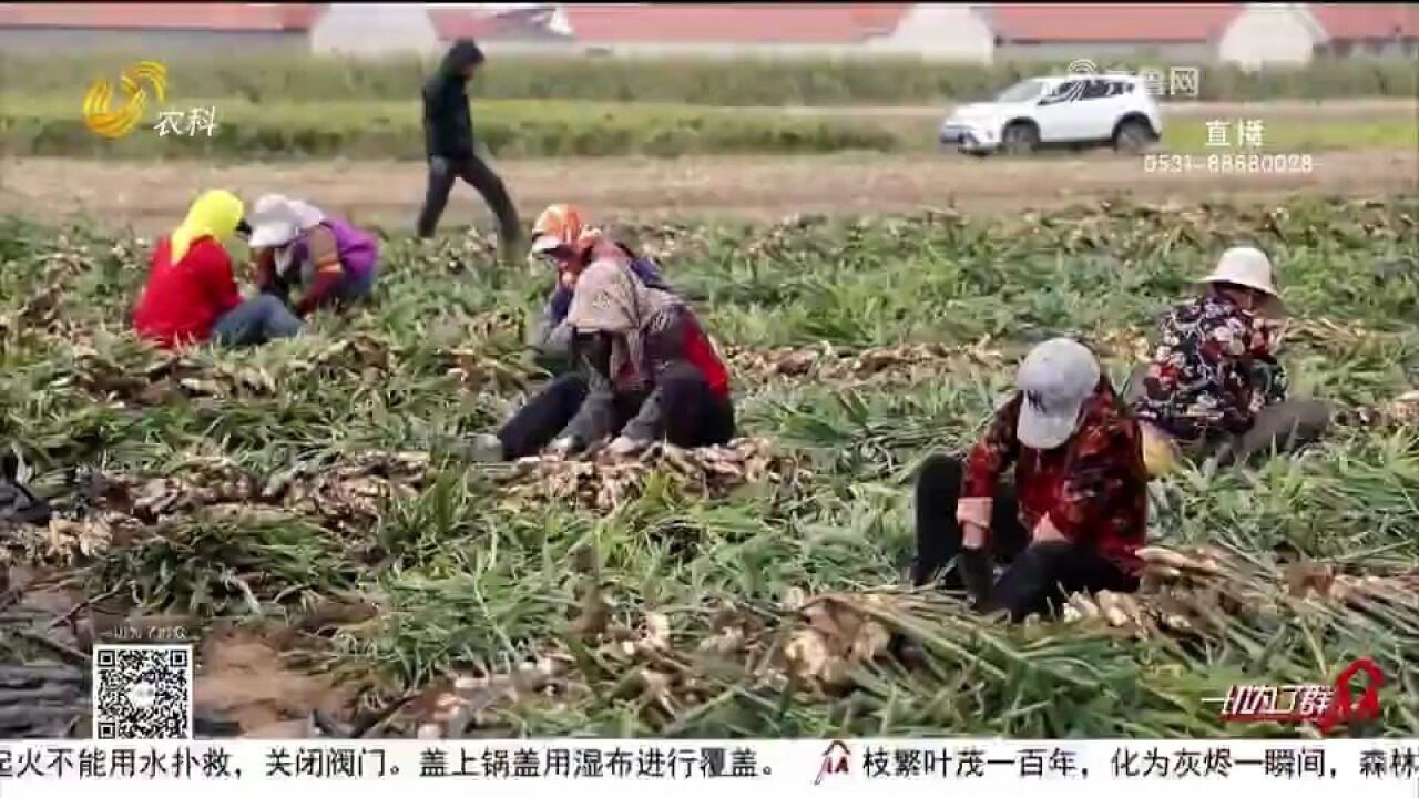 莱州五万亩大姜喜获丰收,产量稳定价格高,收购商田间地头忙收购