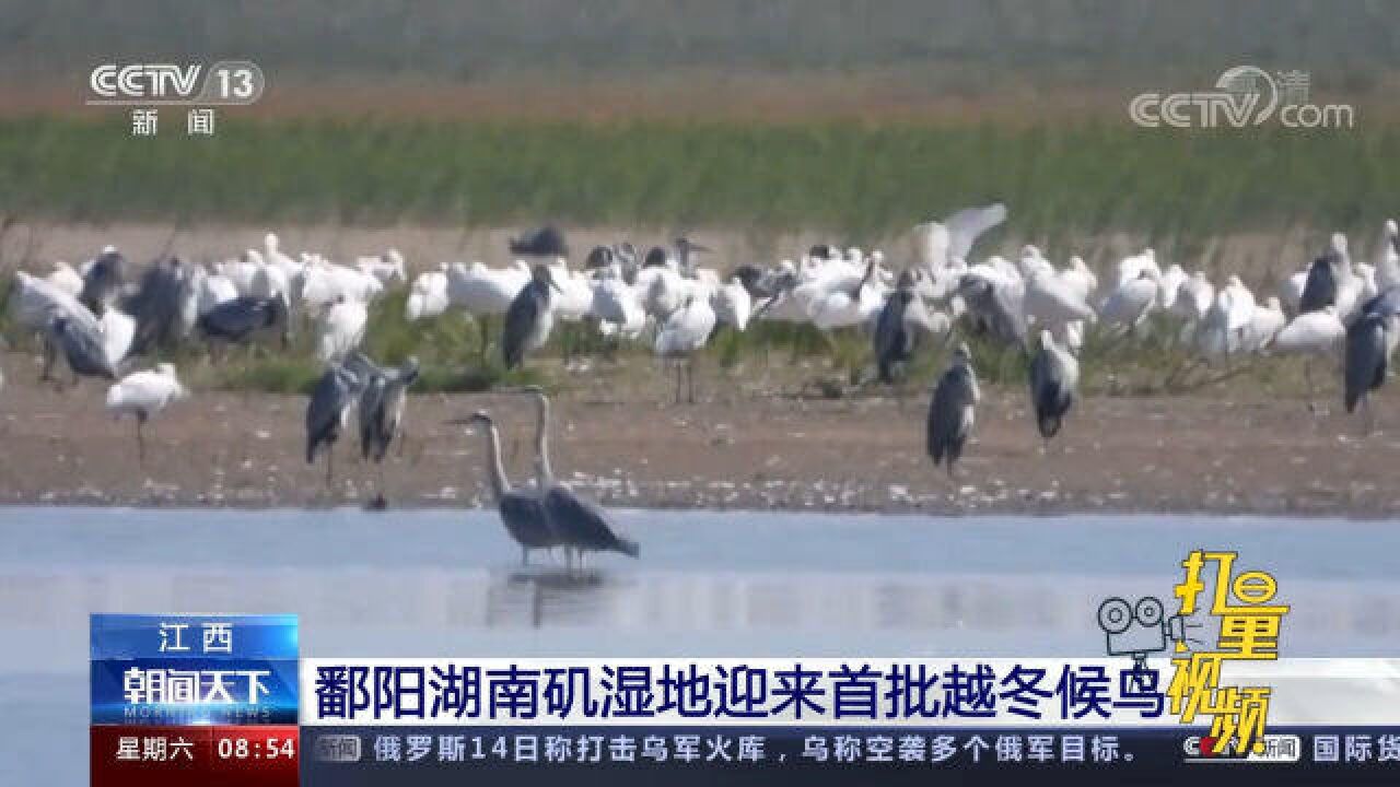 鄱阳湖南矶湿地迎来首批越冬候鸟