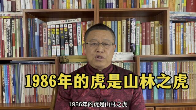 秦华说生肖:1986年出生的属虎人怎么样?1986年出生的属虎人是山林之虎