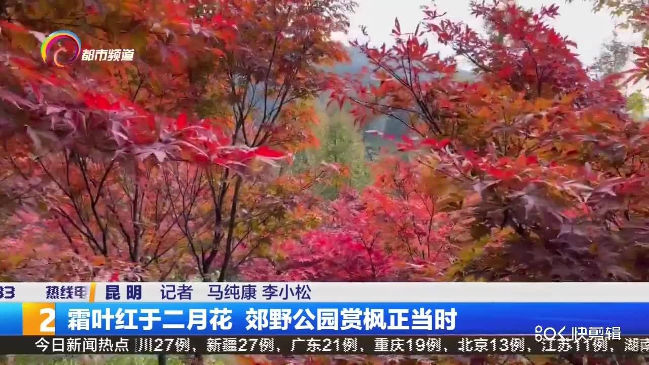 霜叶红于二月花 郊野公园赏枫正当时