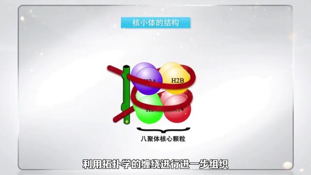 神秘的缠绕染色质域【潘学峰博主】