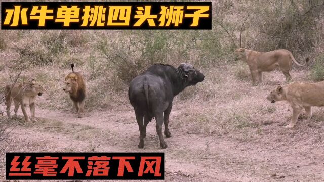 四头狮子狩猎水牛,没有一头敢正面进攻,最终错失良机