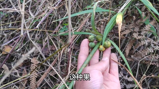 在深山里面第一次见到这样的植物,应该是一味上等药材