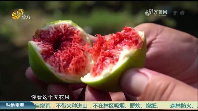 这里的无花果“甜如蜜”,销量火爆不愁卖,果农乐开花