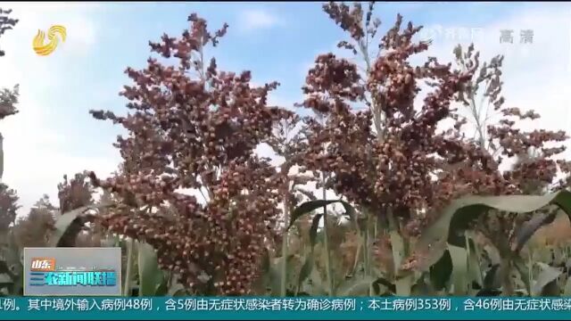 大丰收!山东多地高粱陆续成熟,颗粒饱满产量高,种植户加紧抢收