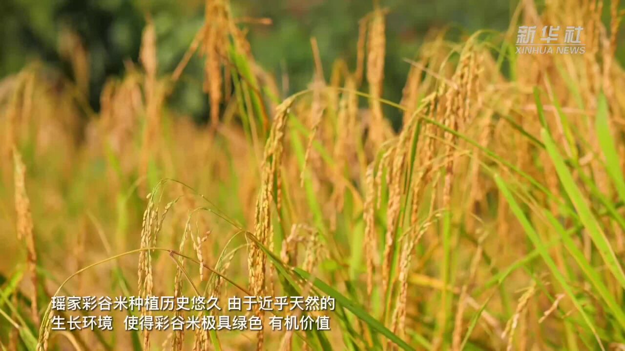 云南河口:瑶家有机高山彩谷米丰收