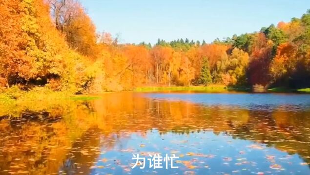 红叶情,秋韵伴我行.君心如意与年光,春光未遍已秋霜