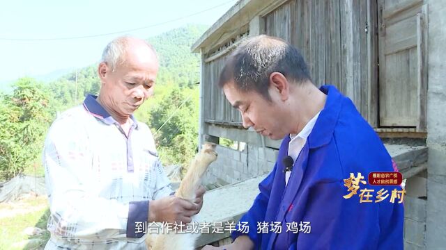 梦在乡村丨陈志华:山乡里的“畜禽守护神”