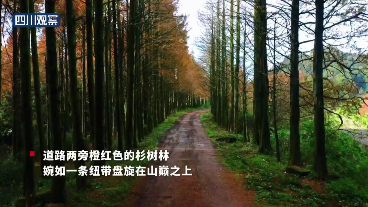 五彩斑斓 乐山五马坪换“彩装”