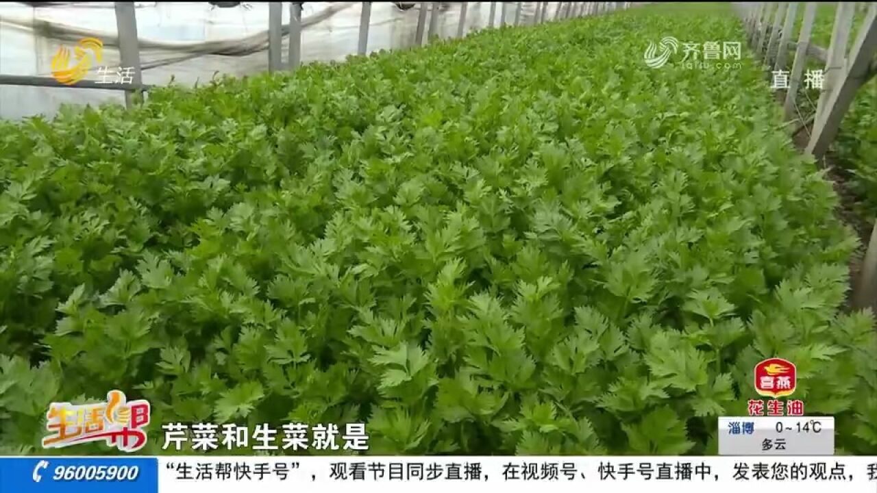 几十万斤新鲜蔬菜遇滞销,各大商超爱心助农,价格“亲民”受青睐