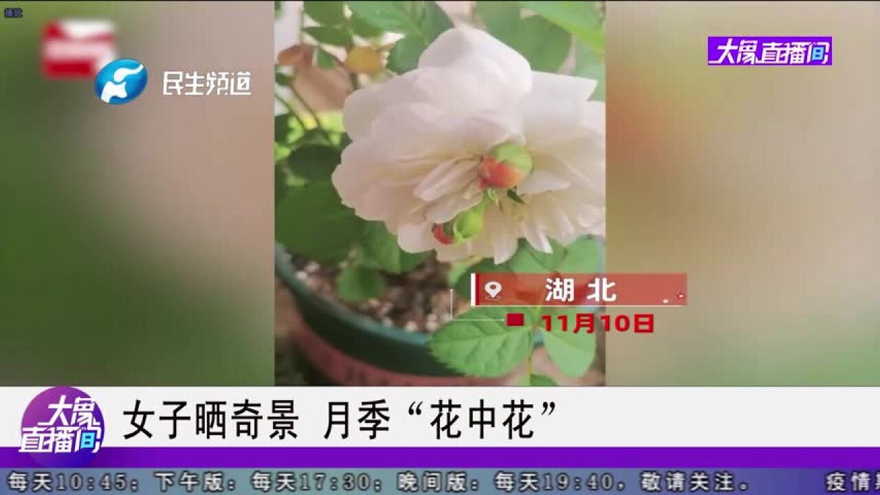 女子晒奇景,月季“花中花”