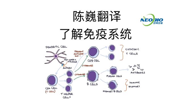 【陈巍翻译】了解免疫系统