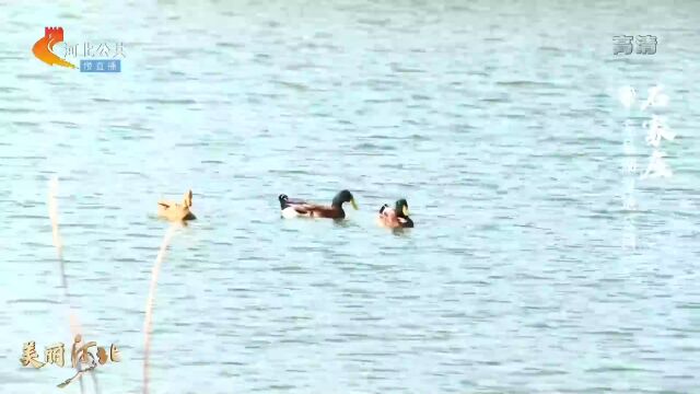 美丽河北 | 石家庄龙泉湖湿地公园