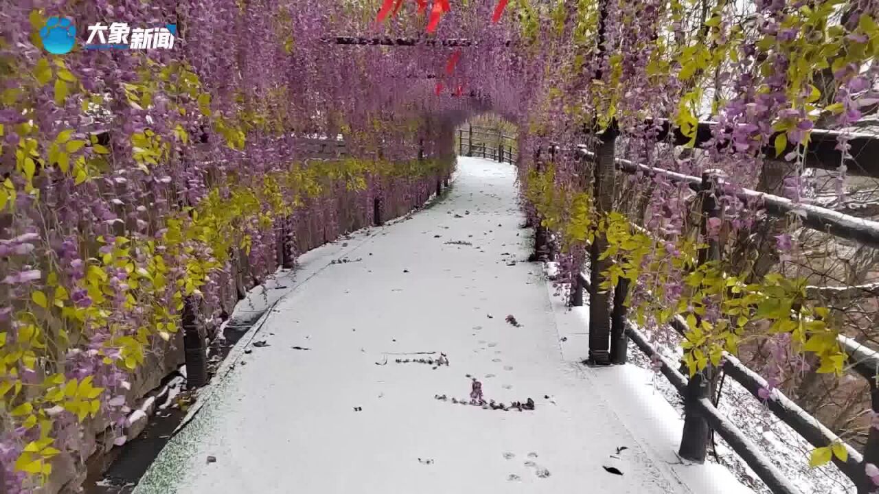 济源王屋山:初冬飞雪至,万树“梨花”开