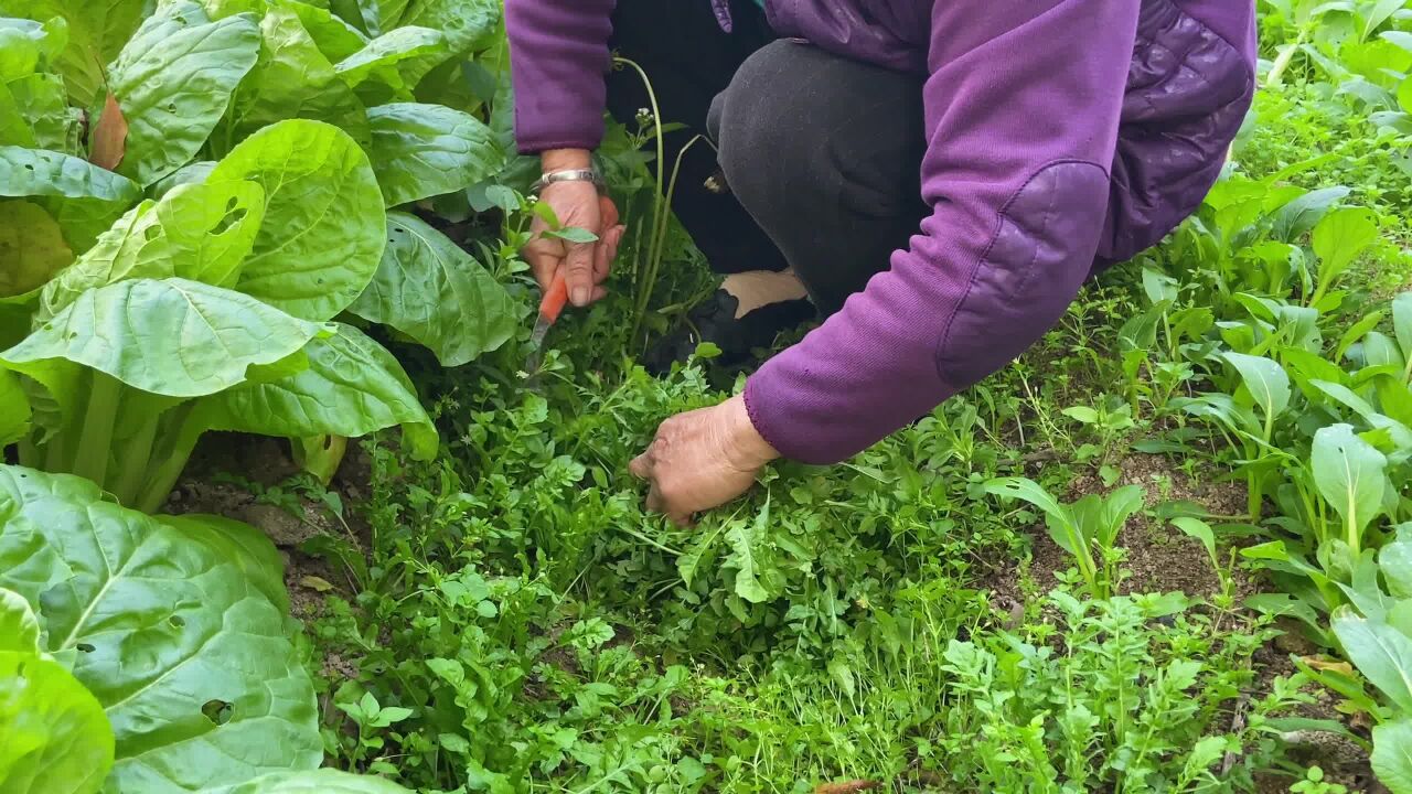 正当“食”!荠菜炒年糕,余姚人舌尖上的美味