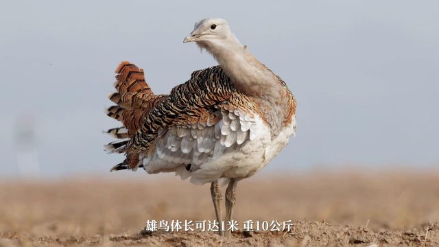 野生动物——大鸨