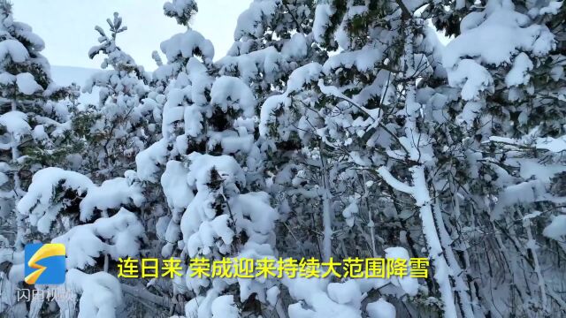 荣成:雪压青松美不胜收