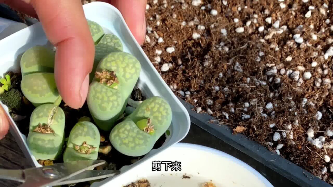 生石花多肉植物如何播种?你们要的播种教程来了!