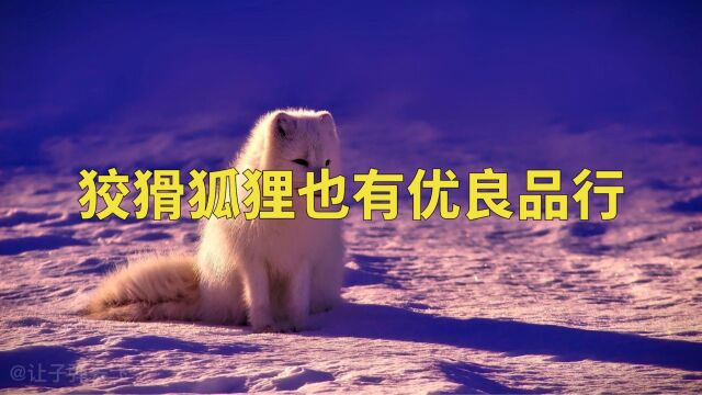 为狐狸正名,狡猾的狐狸也有优良的品行,人类自愧不如