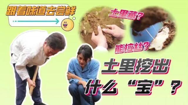 味道跟着味道去尝鲜:瑞昌山药“考古”式的挖掘现场