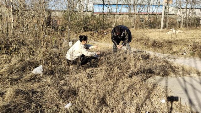 网上说熏艾叶能预防感冒,望仔和媳妇去野外找艾叶,会有用吗